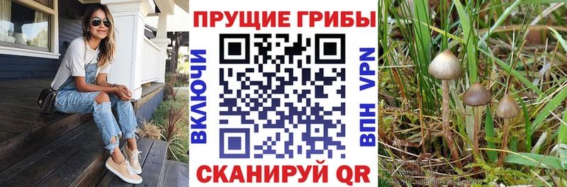 Галлюциногенные грибы Psilocybe Сокол